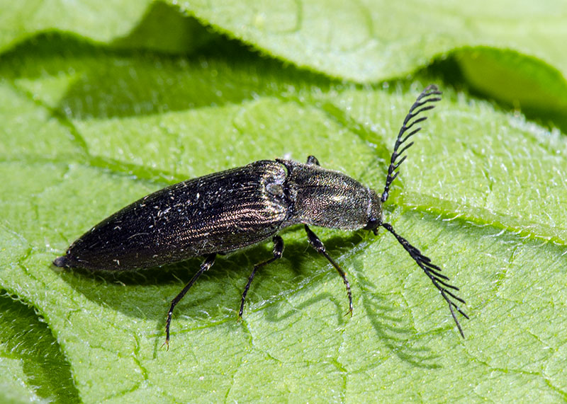 Elateridae: Ctenicera pectinicornis, maschio